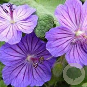 Geranium ibericum 'Turco' GM P9 BIO