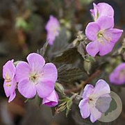 Geranium macul. 'Elizabeth Ann' GM P9 BIO