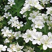 Geranium ph. 'Album' GM P9 BIO