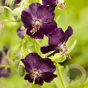 Geranium ph. 'Raven' GM P9 BIO