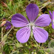 Geranium 'Spinners' GM P9 BIO