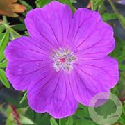 Geranium sang. 'Vision Violet' GM P9 BIO