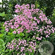 Gypsophila pan. 'Flamingo' GM P9 BIO