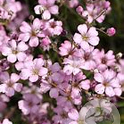 Gypsophila repens 'Rosa Schönheit' GM P9 BIO