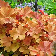 Heuchera 'Caramel' GM P9 BIO
