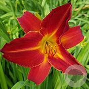 Hemerocallis 'Campfire Embers' GM P9 BIO