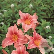 Hemerocallis 'Children's Festival' GM P9 BIO