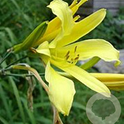 Hemerocallis citrina GM P9 BIO