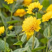 Helianthus dec. 'Soleil d'Or' GM P9 BIO