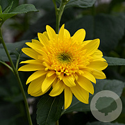 Helianthus 'Happy Days' GM P9 BIO