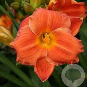 Hemerocallis 'House of Orange' GM P9 BIO