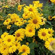 Heliopsis h. 'Summer Sun' GM P9 BIO