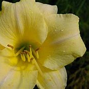 Hemerocallis 'Longfields Pearl' GM P9 BIO