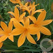 Hemerocallis middendorffii GM P9 BIO