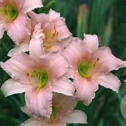 Hemerocallis 'Luxury Lace' GM P9 BIO