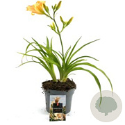 Hemerocallis 'Mini Pearl' GM P9 BIO