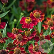 Helenium 'Rubinzwerg' GM P9 BIO