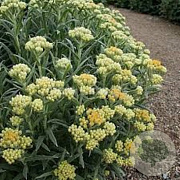 Helichrysum 'Schwefellicht' GM P9 BIO