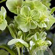 Helleborus sternii GM P9 BIO