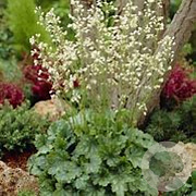 Heuchera sang. 'White Cloud' GM P9 BIO