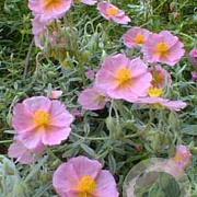 Helianthemum 'Wisley Primrose' GM P9 BIO