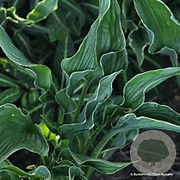 Hosta 'Praying Hands' GM P9 BIO