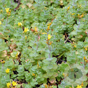 Hypericum elodes GM P9 BIO