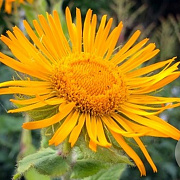 Inula orientalis GM P9 BIO