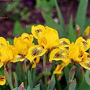 Iris (P) 'Brassie' GM P9 BIO