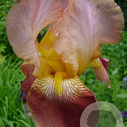Iris (G) 'Indian Chief' GM P9 BIO