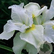 Iris sib. 'Harpswell Happiness' GM P9 BIO