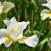 Iris sib. 'White Swirl' GM P9 BIO