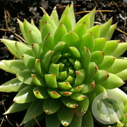 Jovibarba sob. 'Green Globe' GM P9 BIO