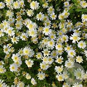 Kalimeris pinnatifida 'Hortensis' GM P9 BIO