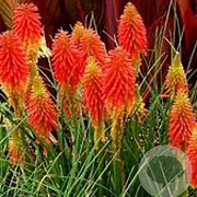 Kniphofia 'Royal Castle' GM P9 BIO