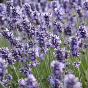 Lavandula ang. Melissa Lilac GM P9 BIO