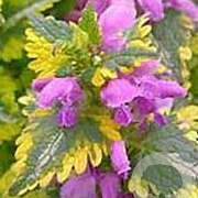 Lamium mac. 'Anne Greenaway' GM P9 BIO