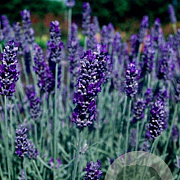 Lavandula 'Richard Gray' GM P9 BIO