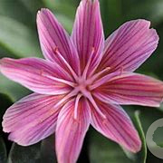 Lewisia 'Little Plum' GM P9 BIO