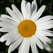 Leucanthemum (S) 'Polaris' GM P9 BIO