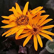 Ligularia dentata GM P9 BIO