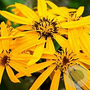 Ligularia d. 'Othello' GM P9 BIO