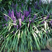 Liriope muscari 'Evergreen Giant' GM P9 BIO
