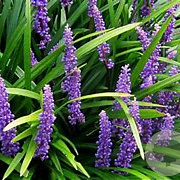Liriope muscari 'Majestic' GM P9 BIO