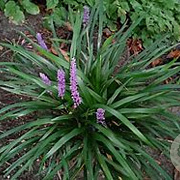 Liriope spicata GM P9 BIO