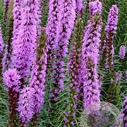 Liatris spicata 'Floristan Violett' GM P9 BIO