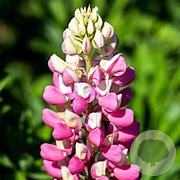 Lupinus 'The Chatelaine' GM P9 BIO