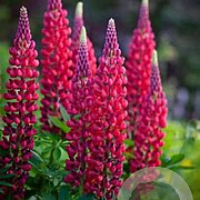 Lupinus 'The Pages' GM P9 BIO