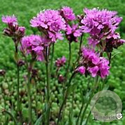 Lychnis alpina 'Rosea' GM P9 BIO