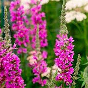 Lythrum sal. 'Morden Pink' GM P9 BIO
